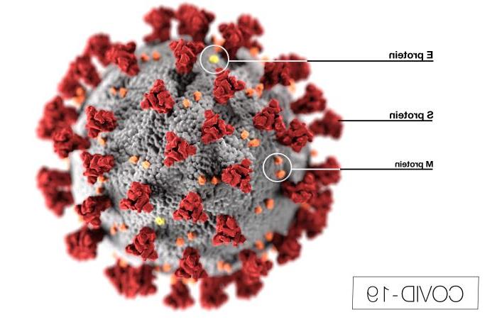 冠状病毒细胞的数字渲染图.